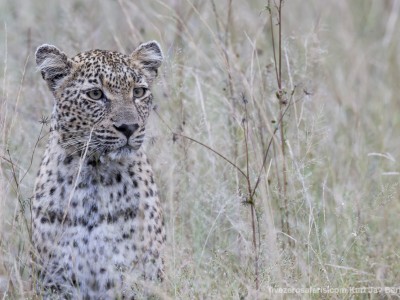 calendar, when to go, best, wildlife, safari, photo safari, photo tour, photographic safari, photographic tour, photo workshop, wildlife photography, five zero safaris, five zero photographic safaris, fivezero, kurt jay bertels, south africa, female leopard