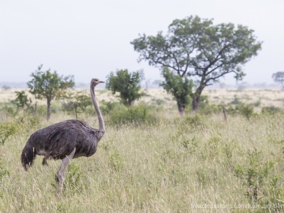 calendar, when to go, best, wildlife, safari, photo safari, photo tour, photographic safari, photographic tour, photo workshop, wildlife photography, five zero safaris, five zero photographic safaris, fivezero, kurt jay bertels, south africa, ostrich