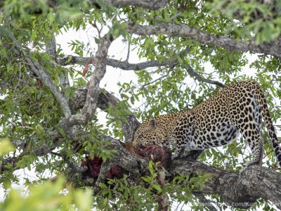 calendar, when to go, best, wildlife, safari, photo safari, photo tour, photographic safari, photographic tour, photo workshop, wildlife photography, five zero safaris, five zero photographic safaris, fivezero, kurt jay bertels, south africa, male, leopard, feeding