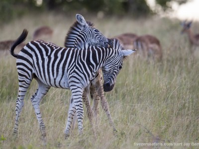 calendar, when to go, best, wildlife, safari, photo safari, photo tour, photographic safari, photographic tour, photo workshop, wildlife photography, five zero safaris, five zero photographic safaris, fivezero, kurt jay bertels, south africa, zebra, burchelle's zebra, fighting, playing