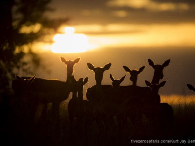 calendar, when to go, best, wildlife, safari, photo safari, photo tour, photographic safari, photographic tour, photo workshop, wildlife photography, five zero safaris, five zero photographic safaris, fivezero, kurt jay bertels, south africa, impala, sunset, silhouette