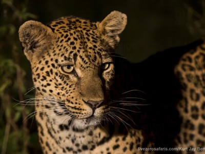 calendar, when to go, best, wildlife, safari, photo safari, photo tour, photographic safari, photographic tour, photo workshop, wildlife photography, five zero safaris, five zero photographic safaris, fivezero, kurt jay bertels, south africa, leopard, female