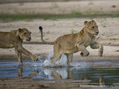 calendar, when to go, best, wildlife, safari, photo safari, photo tour, photographic safari, photographic tour, photo workshop, wildlife photography, five zero safaris, five zero photographic safaris, fivezero, kurt jay bertels, south africa, lions, running, playing, river, water