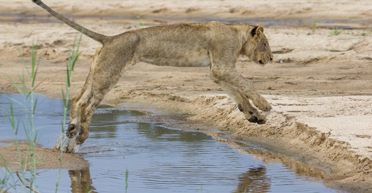 Permalink to The Classic South African Safari: Day 4