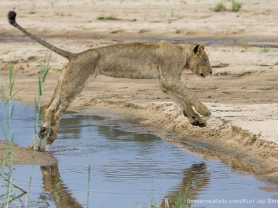 calendar, when to go, best, wildlife, safari, photo safari, photo tour, photographic safari, photographic tour, photo workshop, wildlife photography, five zero safaris, five zero photographic safaris, fivezero, kurt jay bertels, south africa, lion, jumping, water, river