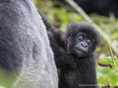 calendar, when to go, best, wildlife, safari, photo safari, photo tour, photographic safari, photographic tour, photo workshop, wildlife photography, five zero safaris, five zero photographic safaris, fivezero, kurt jay bertels, gorilla, gorilla safari, rwanda, gorilla trekking, volcano, volcanoes national park, baby, silverback