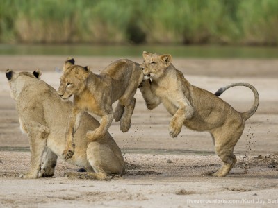 calendar, when to go, best, wildlife, safari, photo safari, photo tour, photographic safari, photographic tour, photo workshop, wildlife photography, five zero safaris, five zero photographic safaris, fivezero, kurt jay bertels, south africa, lions, playing, cubs