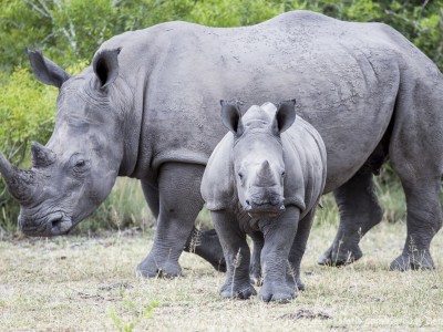 calendar, when to go, best, wildlife, safari, photo safari, photo tour, photographic safari, photographic tour, photo workshop, wildlife photography, five zero safaris, five zero photographic safaris, fivezero, kurt jay bertels, south africa, rhino, white rhino