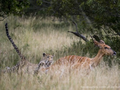 calendar, when to go, best, wildlife, safari, photo safari, photo tour, photographic safari, photographic tour, photo workshop, wildlife photography, five zero safaris, five zero photographic safaris, fivezero, kurt jay bertels, south africa, leopard, nay, kill, hunting, chasing, catching