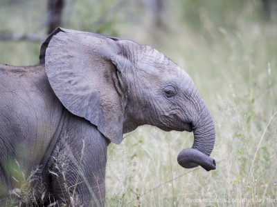 calendar, when to go, best, wildlife, safari, photo safari, photo tour, photographic safari, photographic tour, photo workshop, wildlife photography, five zero safaris, five zero photographic safaris, fivezero, kurt jay bertels, south africa, baby, elephant, trunk