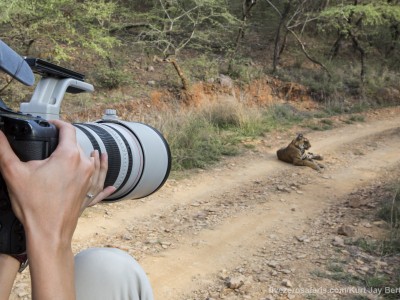 calendar, when to go, best, wildlife, safari, photo safari, photo tour, photographic safari, photographic tour, photo workshop, wildlife photography, five zero safaris, five zero photographic safaris, fivezero, kurt jay bertels, tiger safari, tiger, photograph, gypsy, india