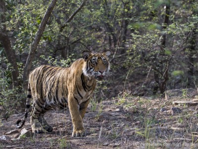 calendar, when to go, best, wildlife, safari, photo safari, photo tour, photographic safari, photographic tour, photo workshop, wildlife photography, five zero safaris, five zero photographic safaris, fivezero, kurt jay bertels, tiger safari, india, bengal tiger, tiger