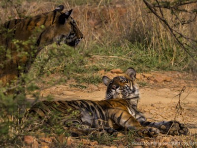 calendar, when to go, best, wildlife, safari, photo safari, photo tour, photographic safari, photographic tour, photo workshop, wildlife photography, five zero safaris, five zero photographic safaris, fivezero, kurt jay bertels, tiger safari, india, bengal tiger, tiger