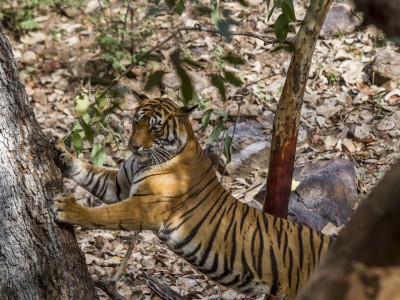 calendar, when to go, best, wildlife, safari, photo safari, photo tour, photographic safari, photographic tour, photo workshop, wildlife photography, five zero safaris, five zero photographic safaris, fivezero, kurt jay bertels, tiger safari, india, tiger, bengal tiger, claws, scent marking