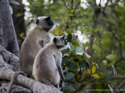 calendar, when to go, best, wildlife, safari, photo safari, photo tour, photographic safari, photographic tour, photo workshop, wildlife photography, five zero safaris, five zero photographic safaris, fivezero, kurt jay bertels, tiger safari, india, langur, grey langur, monkey