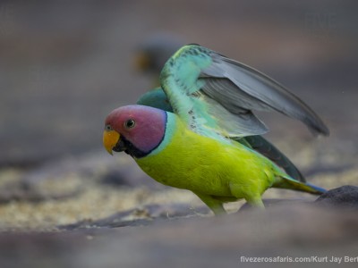 calendar, when to go, best, wildlife, safari, photo safari, photo tour, photographic safari, photographic tour, photo workshop, wildlife photography, five zero safaris, five zero photographic safaris, fivezero, kurt jay bertels, tiger safari, india, plum headed parakeet, parakeet