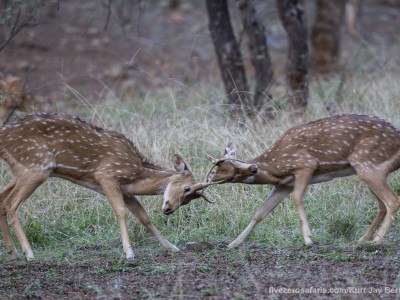 calendar, when to go, best, wildlife, safari, photo safari, photo tour, photographic safari, photographic tour, photo workshop, wildlife photography, five zero safaris, five zero photographic safaris, fivezero, kurt jay bertels, tiger safari, india, spotted deer, chital, fighting