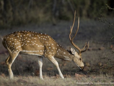 calendar, when to go, best, wildlife, safari, photo safari, photo tour, photographic safari, photographic tour, photo workshop, wildlife photography, five zero safaris, five zero photographic safaris, fivezero, kurt jay bertels, tiger safari, india, spotted deer, chital