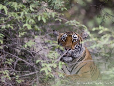 calendar, when to go, best, wildlife, safari, photo safari, photo tour, photographic safari, photographic tour, photo workshop, wildlife photography, five zero safaris, five zero photographic safaris, fivezero, kurt jay bertels, tiger safari, india, tiger, bengal tiger