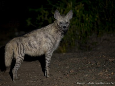 calendar, when to go, best, wildlife, safari, photo safari, photo tour, photographic safari, photographic tour, photo workshop, wildlife photography, five zero safaris, five zero photographic safaris, fivezero, kurt jay bertels, tiger safari, india, striped hyena