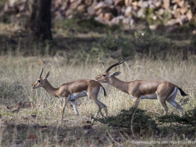 calendar, when to go, best, wildlife, safari, photo safari, photo tour, photographic safari, photographic tour, photo workshop, wildlife photography, five zero safaris, five zero photographic safaris, fivezero, kurt jay bertels, tiger safari, india, indian gazelle