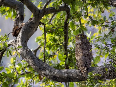 calendar, when to go, best, wildlife, safari, photo safari, photo tour, photographic safari, photographic tour, photo workshop, wildlife photography, five zero safaris, five zero photographic safaris, fivezero, kurt jay bertels, tiger safari, india, brown fish owl