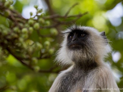 calendar, when to go, best, wildlife, safari, photo safari, photo tour, photographic safari, photographic tour, photo workshop, wildlife photography, five zero safaris, five zero photographic safaris, fivezero, kurt jay bertels, tiger safari, india, langur monkey, grey langur