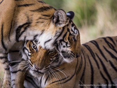 calendar, when to go, best, wildlife, safari, photo safari, photo tour, photographic safari, photographic tour, photo workshop, wildlife photography, five zero safaris, five zero photographic safaris, fivezero, kurt jay bertels, tiger safari, india, tiger, cub, greeting, bengal tiger