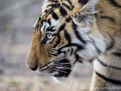 calendar, when to go, best, wildlife, safari, photo safari, photo tour, photographic safari, photographic tour, photo workshop, wildlife photography, five zero safaris, five zero photographic safaris, fivezero, kurt jay bertels, tiger safari, india, tiger, bengal tiger, cub