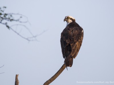 calendar, when to go, best, wildlife, safari, photo safari, photo tour, photographic safari, photographic tour, photo workshop, wildlife photography, five zero safaris, five zero photographic safaris, fivezero, kurt jay bertels, tiger safari, india, osprey,