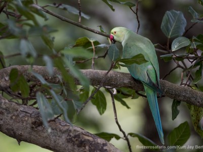 calendar, when to go, best, wildlife, safari, photo safari, photo tour, photographic safari, photographic tour, photo workshop, wildlife photography, five zero safaris, five zero photographic safaris, fivezero, kurt jay bertels, tiger safari, india, rose ringed parakeet, parakeet