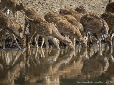 calendar, when to go, best, wildlife, safari, photo safari, photo tour, photographic safari, photographic tour, photo workshop, wildlife photography, five zero safaris, five zero photographic safaris, fivezero, kurt jay bertels, tiger safari, india, spotted deer, chital, drinking