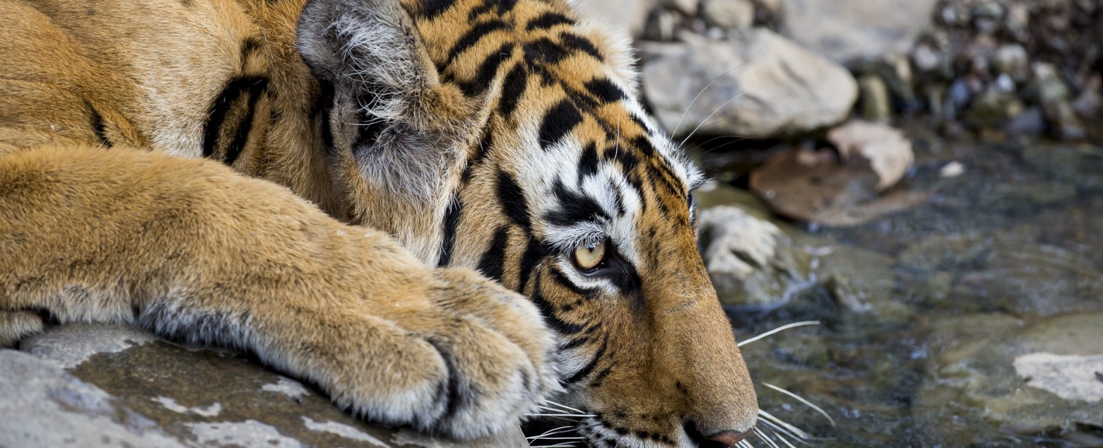 Permalink to The Tiger Safari: Day 3