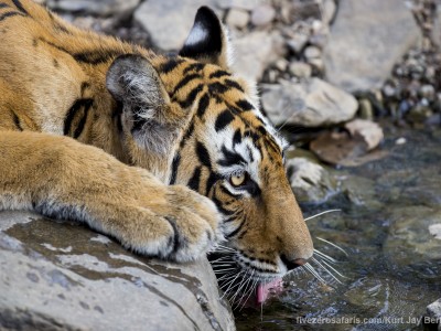 calendar, when to go, best, wildlife, safari, photo safari, photo tour, photographic safari, photographic tour, photo workshop, wildlife photography, five zero safaris, five zero photographic safaris, fivezero, kurt jay bertels, tiger safari, india, tiger, bengal tiger, drinking
