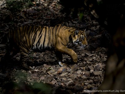 calendar, when to go, best, wildlife, safari, photo safari, photo tour, photographic safari, photographic tour, photo workshop, wildlife photography, five zero safaris, five zero photographic safaris, fivezero, kurt jay bertels, tiger safari, india, tiger, bengal tiger