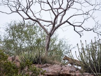 calendar, when to go, best, wildlife, safari, photo safari, photo tour, photographic safari, photographic tour, photo workshop, wildlife photography, five zero safaris, five zero photographic safaris, fivezero, kurt jay bertels, tiger safari, india, leopard