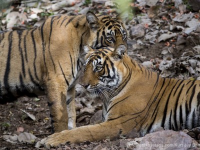 calendar, when to go, best, wildlife, safari, photo safari, photo tour, photographic safari, photographic tour, photo workshop, wildlife photography, five zero safaris, five zero photographic safaris, fivezero, kurt jay bertels, tiger safari, india, tiger, bengal tiger