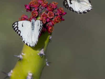 calendar, when to go, best, wildlife, safari, photo safari, photo tour, photographic safari, photographic tour, photo workshop, wildlife photography, five zero safaris, five zero photographic safaris, fivezero, kurt jay bertels, tiger safari, india, butterflies