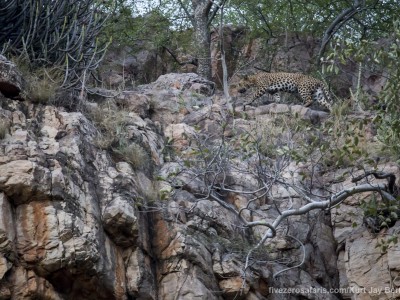 calendar, when to go, best, wildlife, safari, photo safari, photo tour, photographic safari, photographic tour, photo workshop, wildlife photography, five zero safaris, five zero photographic safaris, fivezero, kurt jay bertels, tiger safari, india, leopard