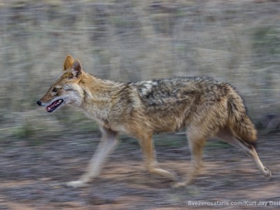 calendar, when to go, best, wildlife, safari, photo safari, photo tour, photographic safari, photographic tour, photo workshop, wildlife photography, five zero safaris, five zero photographic safaris, fivezero, kurt jay bertels, tiger safari, india, golden jackal