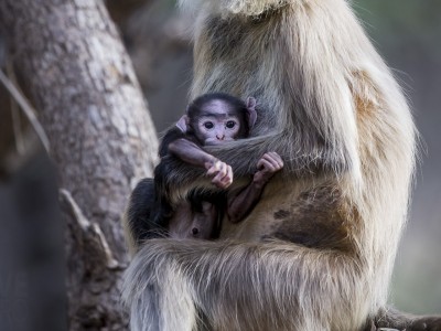 calendar, when to go, best, wildlife, safari, photo safari, photo tour, photographic safari, photographic tour, photo workshop, wildlife photography, five zero safaris, five zero photographic safaris, fivezero, kurt jay bertels, tiger safari, india, langur, monkey , baby