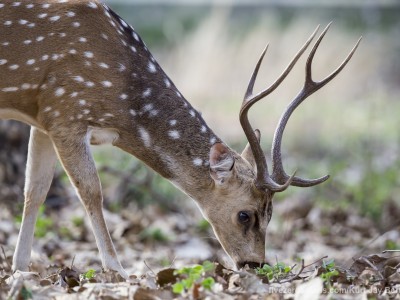 calendar, when to go, best, wildlife, safari, photo safari, photo tour, photographic safari, photographic tour, photo workshop, wildlife photography, five zero safaris, five zero photographic safaris, fivezero, kurt jay bertels, tiger safari, india, spotted deer, chital, male, antlers