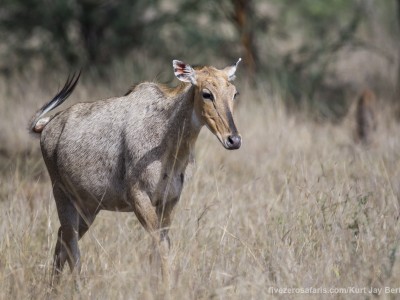 calendar, when to go, best, wildlife, safari, photo safari, photo tour, photographic safari, photographic tour, photo workshop, wildlife photography, five zero safaris, five zero photographic safaris, fivezero, kurt jay bertels, tiger safari, india, blue bull