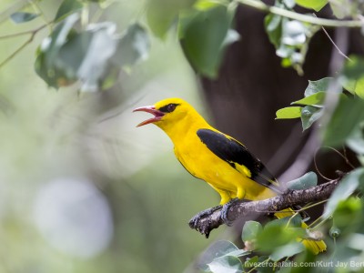 calendar, when to go, best, wildlife, safari, photo safari, photo tour, photographic safari, photographic tour, photo workshop, wildlife photography, five zero safaris, five zero photographic safaris, fivezero, kurt jay bertels, tiger safari, india, golden oriole