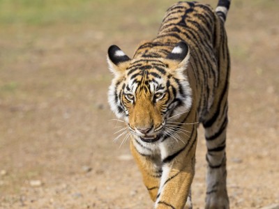 calendar, when to go, best, wildlife, safari, photo safari, photo tour, photographic safari, photographic tour, photo workshop, wildlife photography, five zero safaris, five zero photographic safaris, fivezero, kurt jay bertels, tiger safari, india, tiger, bengal tiger