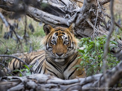 calendar, when to go, best, wildlife, safari, photo safari, photo tour, photographic safari, photographic tour, photo workshop, wildlife photography, five zero safaris, five zero photographic safaris, fivezero, kurt jay bertels, tiger safari, india, tiger, bengal tiger