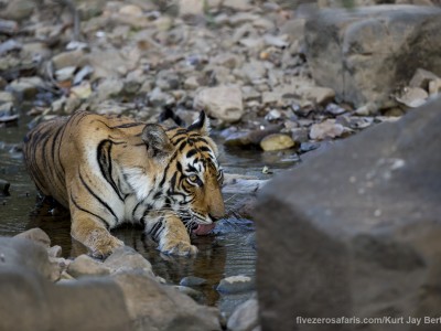 calendar, when to go, best, wildlife, safari, photo safari, photo tour, photographic safari, photographic tour, photo workshop, wildlife photography, five zero safaris, five zero photographic safaris, fivezero, kurt jay bertels, tiger safari, india, tiger, bengal tiger, drinking, swimming, water