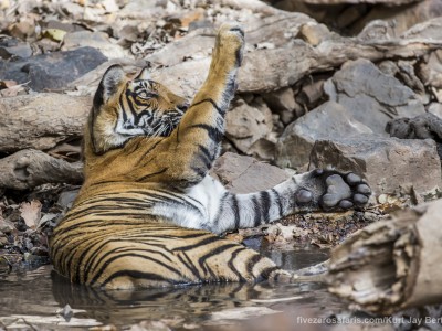 calendar, when to go, best, wildlife, safari, photo safari, photo tour, photographic safari, photographic tour, photo workshop, wildlife photography, five zero safaris, five zero photographic safaris, fivezero, kurt jay bertels, tiger safari, india, tiger, bengal tiger, swimming