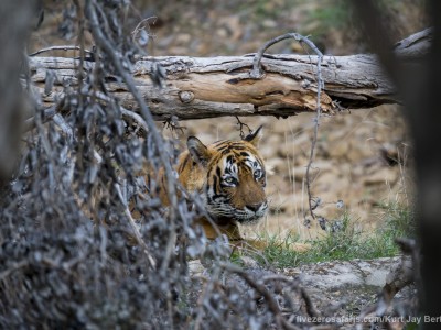 calendar, when to go, best, wildlife, safari, photo safari, photo tour, photographic safari, photographic tour, photo workshop, wildlife photography, five zero safaris, five zero photographic safaris, fivezero, kurt jay bertels, tiger safari, india, tiger, bengal tiger