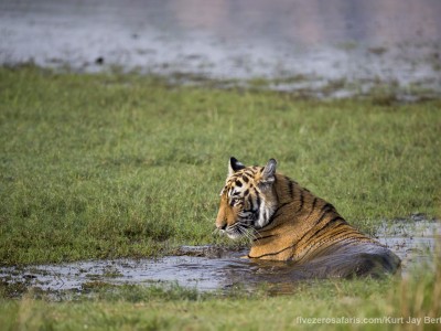 calendar, when to go, best, wildlife, safari, photo safari, photo tour, photographic safari, photographic tour, photo workshop, wildlife photography, five zero safaris, five zero photographic safaris, fivezero, kurt jay bertels, tiger safari, india, tiger, bengal tiger, swimming, water, lake